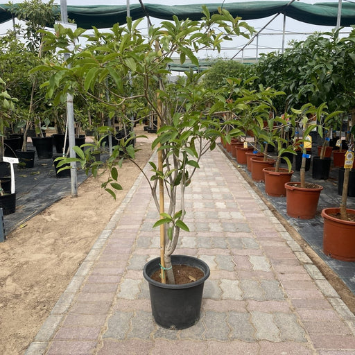Chickoo Kalapati 1.0 - 1.2m - Greensouq - 