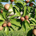 Chickoo Kalapati 1.0 - 1.2m - Greensouq - 