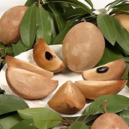 Chickoo Kalapati 1.0 - 1.2m - Greensouq - 