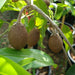 Chickoo Kalapati 1.0 - 1.2m - Greensouq - 