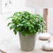China Doll Plant - Greensouq - 