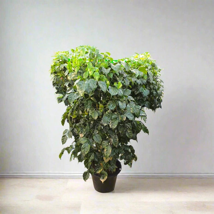 China Doll Plant - Greensouq - 