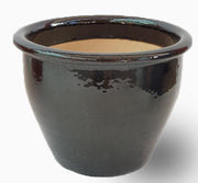 Chinese Guava (Psidium cattleianum)1.5 - 2.0m - Greensouq - 