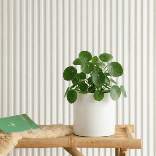 Chinese Money Plant | Dubai's Favorite Houseplant! - Greensouq - 