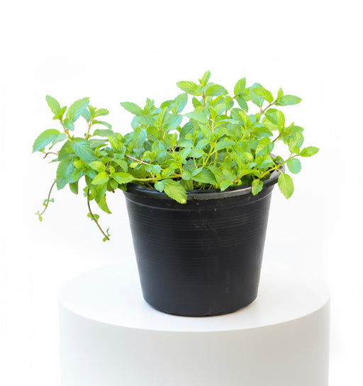 Chocolate Mint Plant 6ltr pot - Greensouq - 
