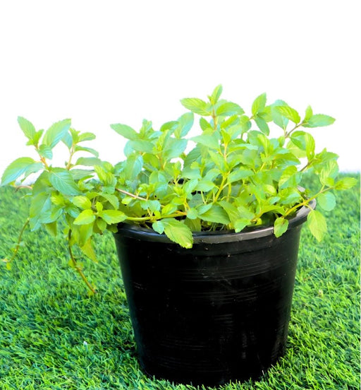 Chocolate Mint Plant 6ltr pot - Greensouq - 