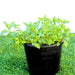 Chocolate Mint Plant 6ltr pot - Greensouq - 