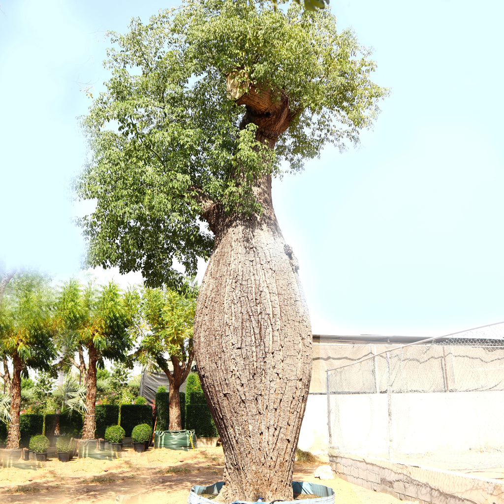 Chorisia Tree (Ceiba speciosa)  Greensouq
