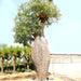 Chorisia Tree (Ceiba speciosa) - Greensouq - 