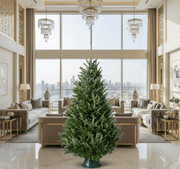 Christmas Tree “Nordmann Fir" Europe Super Premium - Greensouq - 