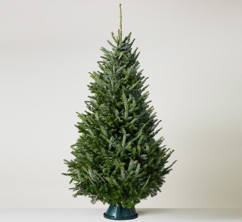 Christmas Tree “Nordmann Fir" Europe Super Premium - Greensouq - 
