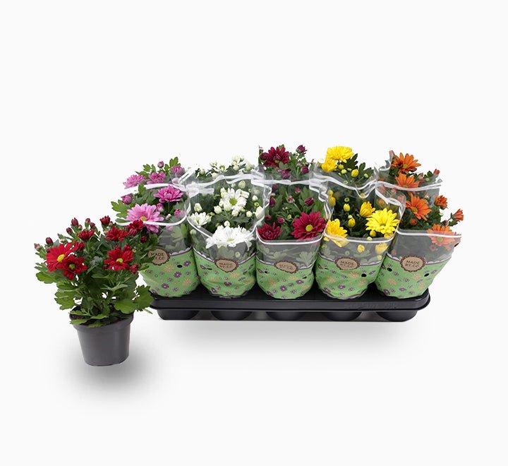 Chrysanthemum assorted 20 – 25cm - Greensouq - 