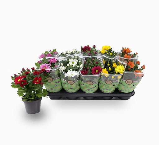Chrysanthemum assorted 20 – 25cm - Greensouq - 