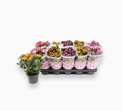 Chrysanthemum assorted 20 – 25cm - Greensouq - 