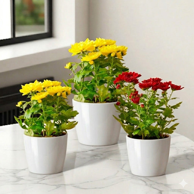 Chrysanthemum Assorted Mix Available colors 20–25cm | UAE's Bold Tropical Statement! - Greensouq - 