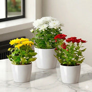 Chrysanthemum Assorted Mix Available colors 20–25cm | UAE's Bold Tropical Statement! - Greensouq - 