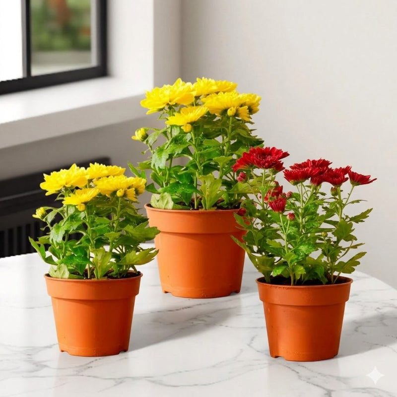 Chrysanthemum Assorted Mix Available colors 20–25cm | UAE's Bold Tropical Statement! - Greensouq - 