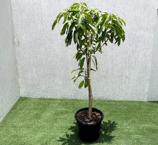Mango Plant "Chaunsa" Pakistan's Delicious Small Mangoes Green Souq