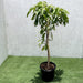 Mango Plant "Chaunsa" Pakistan's Delicious Small Mangoes Green Souq