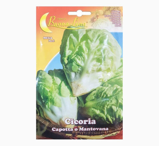 Cicoria Capotta o Mantovana Mega Pack - Greensouq - 