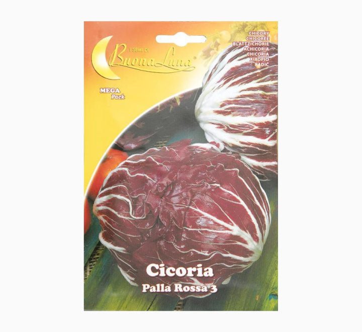 Cicoria palla Rosa 3 Mega Pack - Greensouq - 