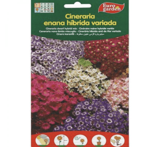 Cineraria Dwarf Hybrid Mix Premium Quality Seeds by EuroGarden - Greensouq - 