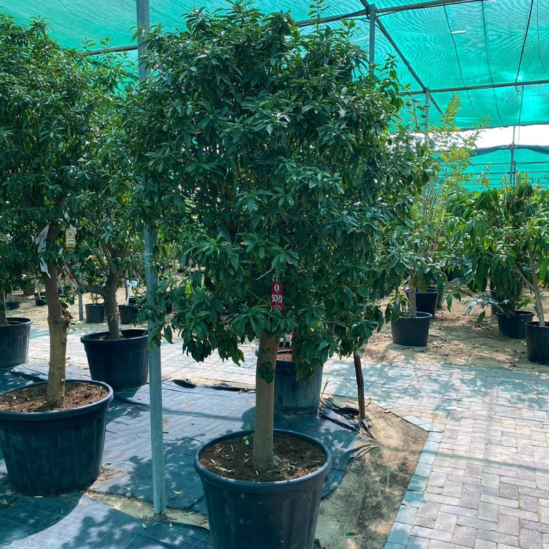 Citrus Fortunella margarita Mature Tree "Kumquat" - Greensouq - 