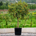 Citrus Fortunella margarita Mature Tree "Kumquat" - Greensouq - 
