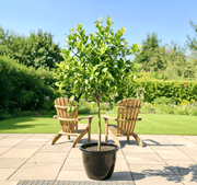 Citrus Lemon Omani Standard - 2m to 2.5m - Greensouq - 