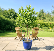 Citrus Lemon Omani Standard - 2m to 2.5m - Greensouq - 