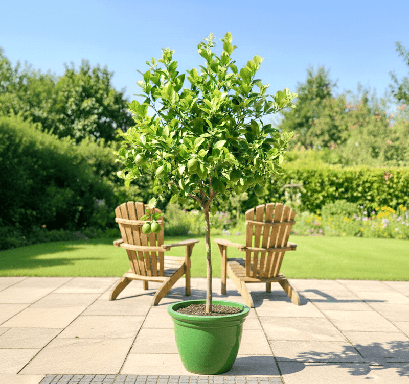 Citrus Lemon Omani Standard - 2m to 2.5m - Greensouq - 