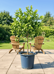 Citrus Lemon Omani Standard - 2m to 2.5m - Greensouq - 