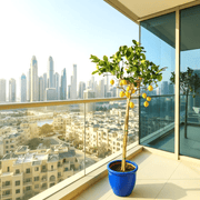 Citrus Lemon Spain / Citrus limon شجرة ليمون - Greensouq - 