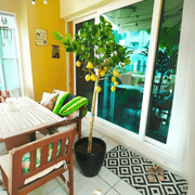 Citrus Lemon Spain / Citrus limon شجرة ليمون - Greensouq - 