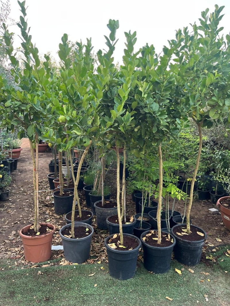 Citrus Lemon Spain / Citrus limon شجرة ليمون - Greensouq - 