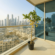 Citrus Lemon Spain / Citrus limon شجرة ليمون - Greensouq - 