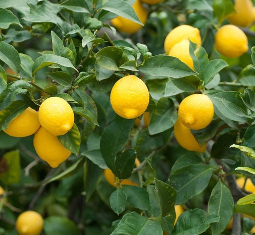 Citrus Lemon Spain شجرة ليمون - Greensouq - 
