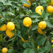 Citrus Lemon Spain شجرة ليمون - Greensouq - 