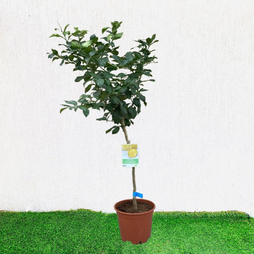 Citrus Lemon Spain شجرة ليمون - Greensouq - 