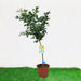 Citrus Lemon Spain شجرة ليمون - Greensouq - 