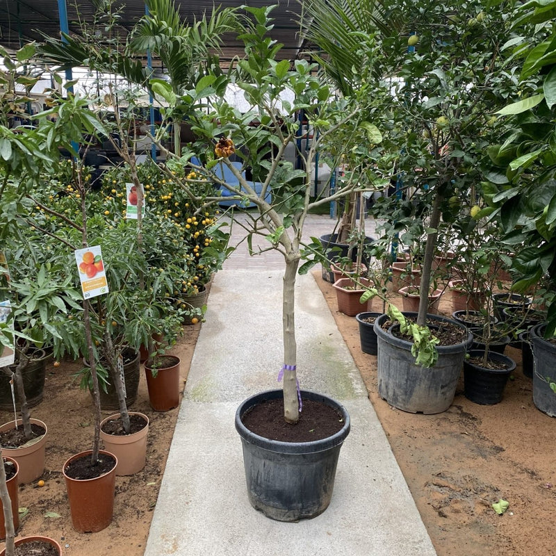 Citrus medica - Greensouq - 