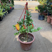 Citrus medica - Greensouq - 