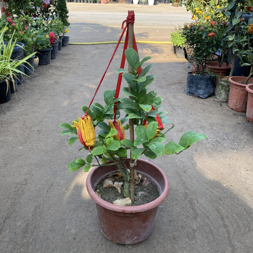 Citrus medica - Greensouq - 
