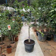 Citrus medica - Greensouq - 