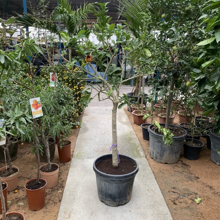 Citrus medica - Greensouq - 