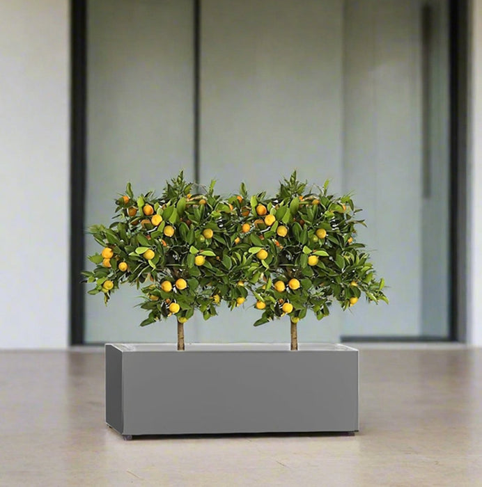 Citrus Mitis (Chinese Orange) Trees Duo in Rectangular GRP Planter – (100x30x30cm) - Greensouq - 