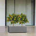 Citrus Mitis (Chinese Orange) Trees Duo in Rectangular GRP Planter – (100x30x30cm) - Greensouq - 
