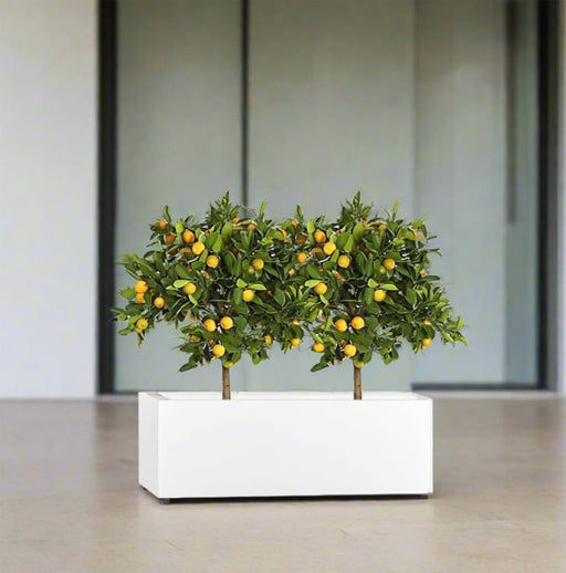 Citrus Mitis (Chinese Orange) Trees Duo in Rectangular GRP Planter – (100x30x30cm) - Greensouq - 