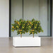 Citrus Mitis (Chinese Orange) Trees Duo in Rectangular GRP Planter – (100x30x30cm) - Greensouq - 