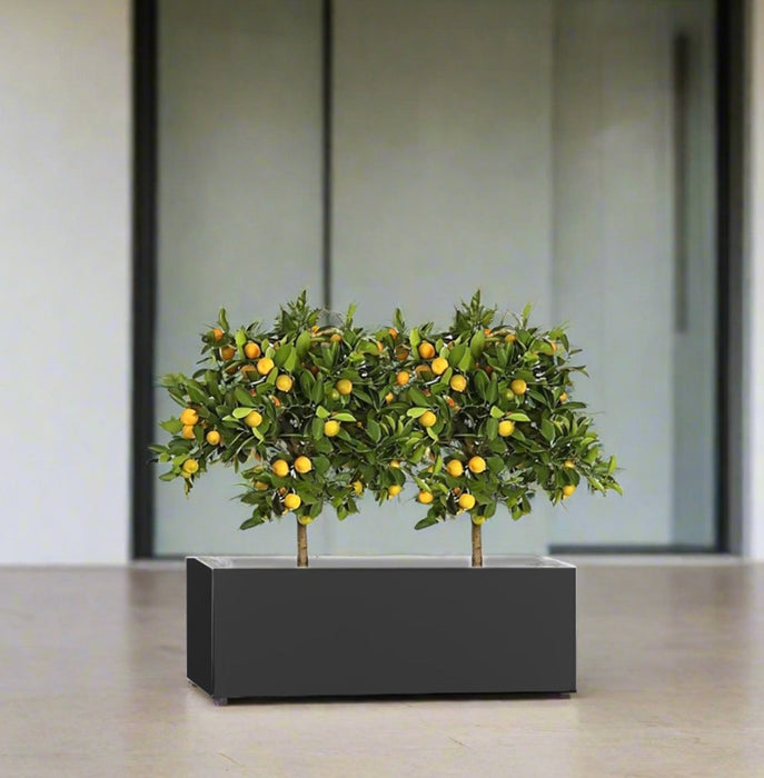 Citrus Mitis (Chinese Orange) Trees Duo in Rectangular GRP Planter – (100x30x30cm) - Greensouq - 